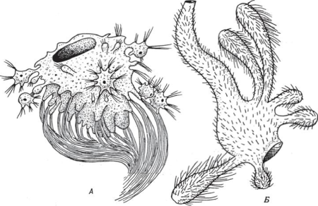 Губки животные раскраска