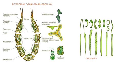 Кораллы Графика