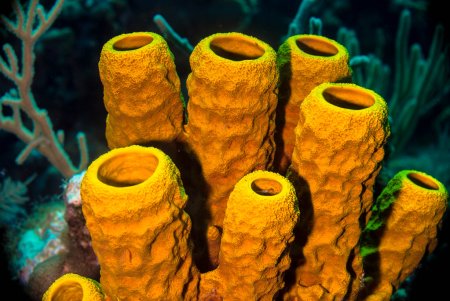 Морская губка раскраска