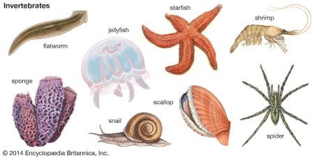 Коралловые полипы кембрия