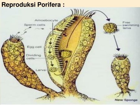 Рисование поролоном