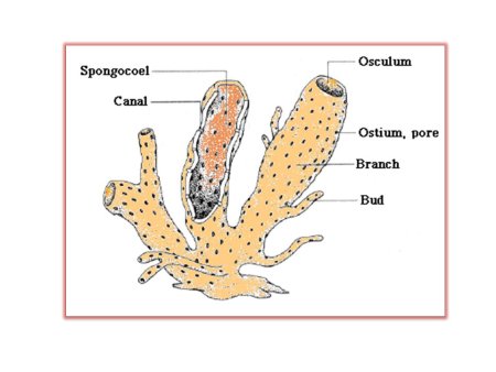 Губки Porifera Spongia