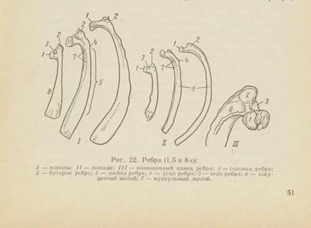 Ребро КРС строение