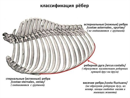 Скелет canis Dirus