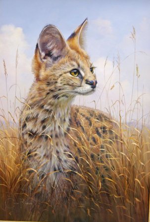 Камышовый кот