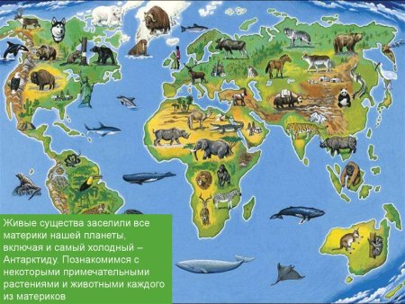 Животные разных континентов