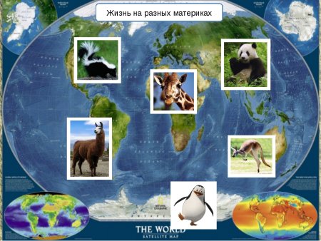 Животные разных континентов