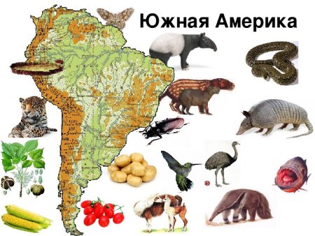 Обитатели материков