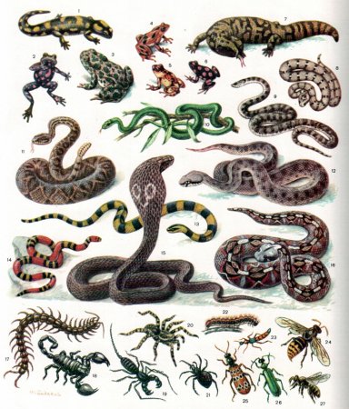 Хищные животные раскраска