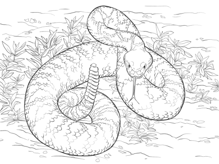 Хищные животные раскраска