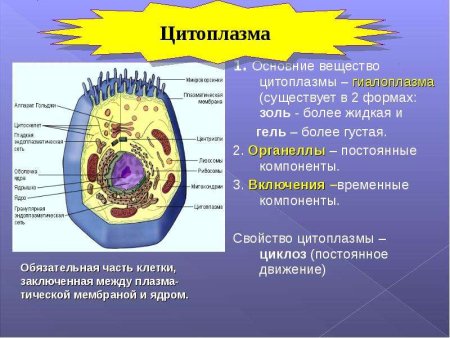 Цитоплазматическая мембрана строение органоида