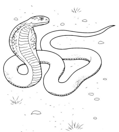 Саблезубый тигр раскраска