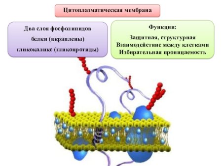Цитоплазматическая мембрана строение и функции