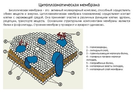 Строение наружной цитоплазматической мембраны
