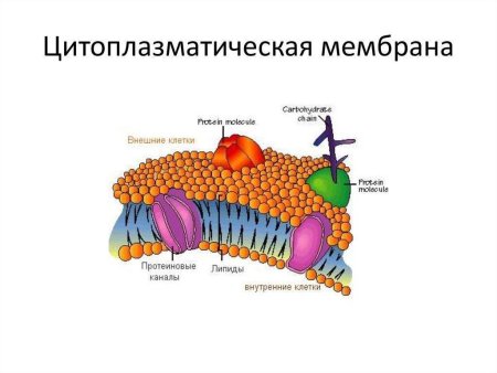 Клетка ядро цитоплазма мембрана