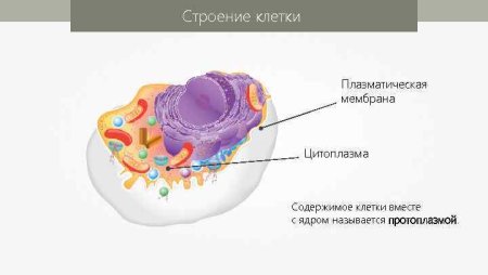 Схема плазматической мембраны клетки