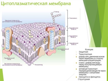 Структура цитоплазмы эукариотической клетки