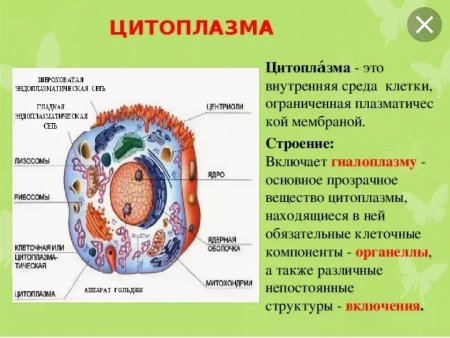 Рисунок плазматической мембраны клетки