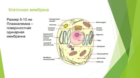 Схема строения мембраны клетки