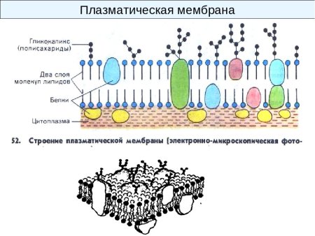 Плазматическая мембрана растений
