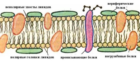 Ядро цитоплазма мембрана