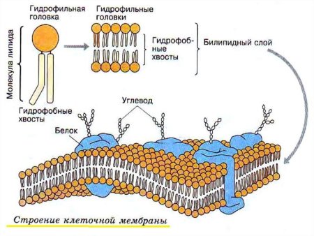 Строение клеточной мембраны