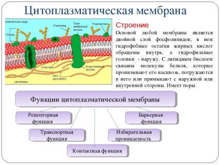 Клеточная мембрана плазмалемма