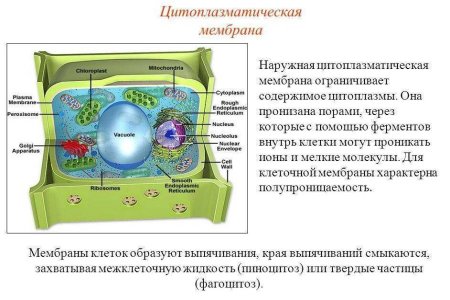 Плазматическая мембрана растительной клетки