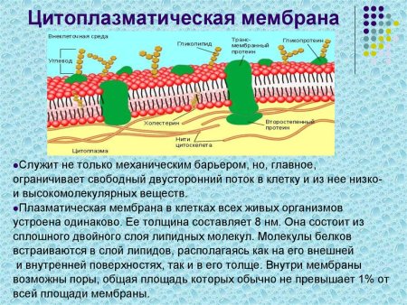 Цитоплазматическая мембрана эукариот строение