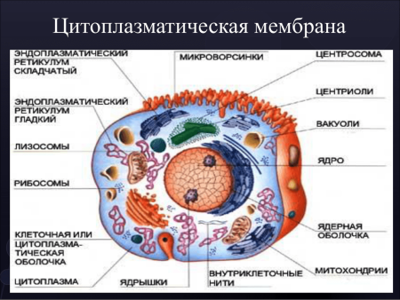 Строение клеточной мембраны рисунок