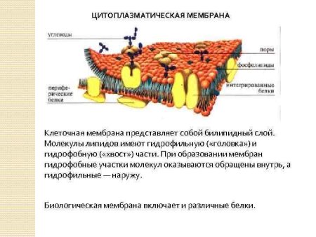 Строение цитоплазматической мембраны эукариотической клетки