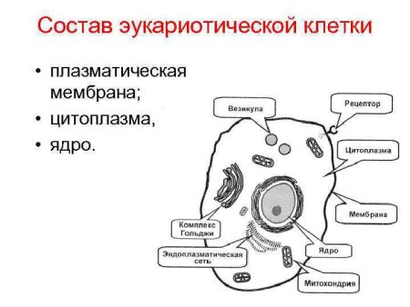 Мембрана клетки электронная микрофотография