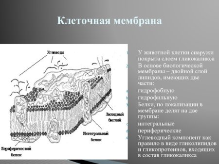 Цитоплазматическая мембрана (клеточная мембрана, плазмалемма):