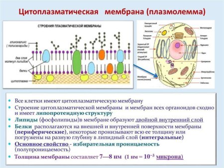 Цитоплазматическая мембрана
