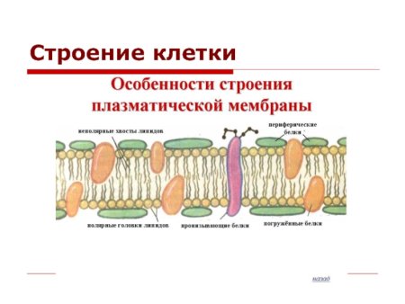 Строение плазматической мембраны клетки