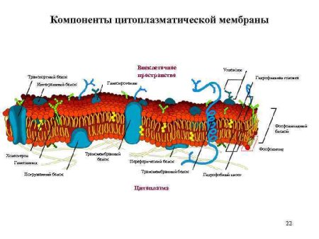 Строение органоидов клетки мембраны и цитоплазмы