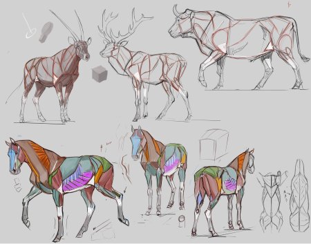 Баммес анатомия лошади