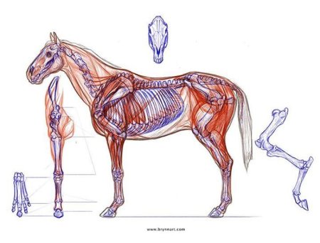 Стаббс анатомия лошади
