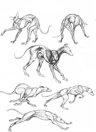 Борзая Грейхаунд референс