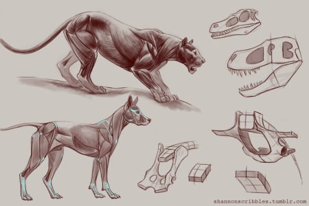 Анатомия тигра референс