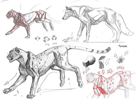 Анатомия животных для рисования