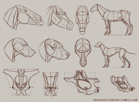 Анатомия животных для художников