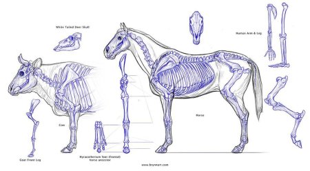 Скелет лошади спереди
