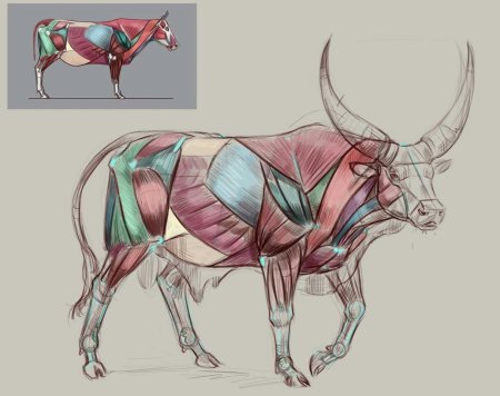 Свинья референс анатомия