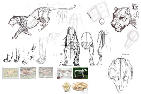 Баммес анатомия тигра