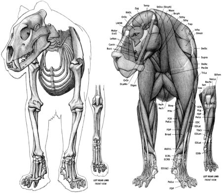 Анатомия разных животных