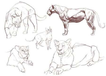 Анатомия большой кошки для рисования