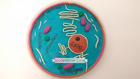 Модель клетки из пластилина 5 класс биология