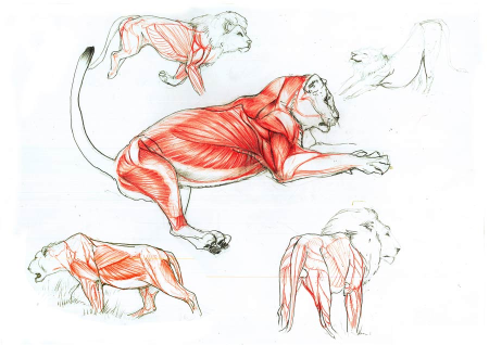 Лапы Льва анатомия