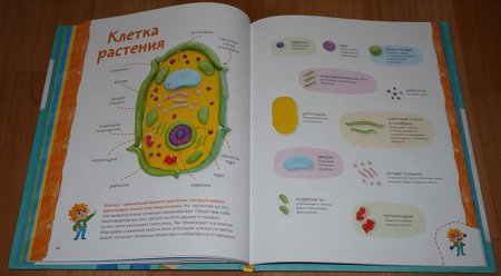 Аппликация растительной клетки